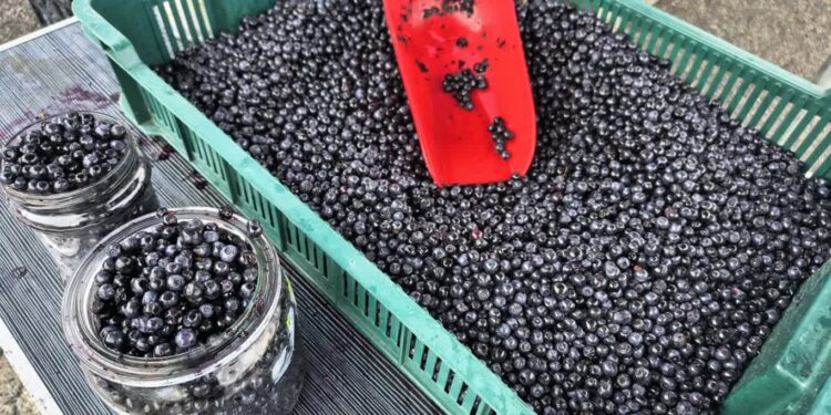 Jagód nie brakuje. Starczy na jagodzianki i pierogi