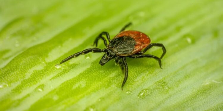 Blisko 300 przypadków boreliozy w Lubuskiem