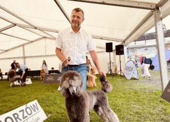Ponad tysiąc czworonogów na V Międzynarodowej Wystawie Psów Rasowych