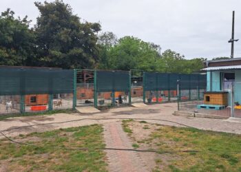 Ludzie porzucają psy na wakacje. Ile trafiło do schroniska w Gorzowie?