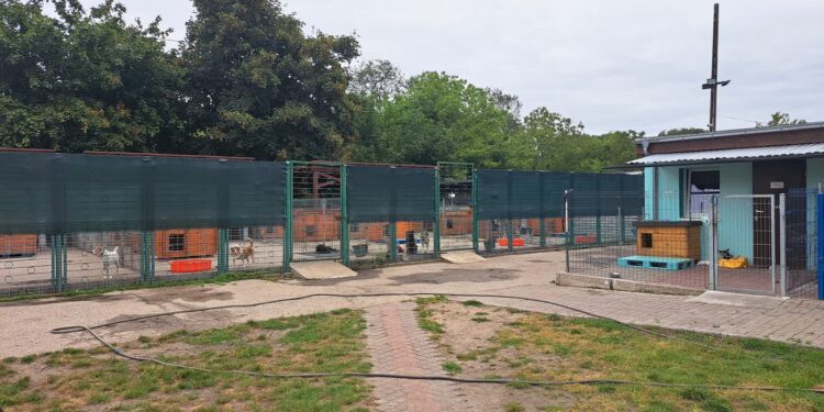 Ludzie porzucają psy na wakacje. Ile trafiło do schroniska w Gorzowie?