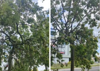 Drzewom na Kombatantów nie sprzyja klimat