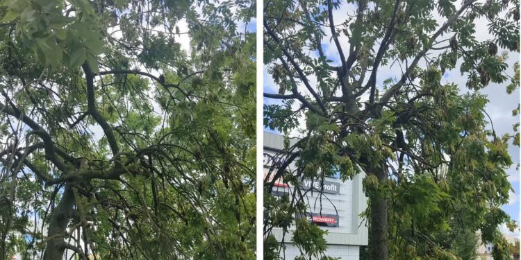 Drzewom na Kombatantów nie sprzyja klimat