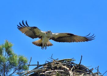 W tym sezonie lęgowym w regionie na świat przyszło 15 rybołowów