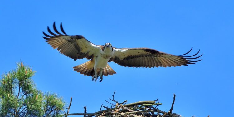 W tym sezonie lęgowym w regionie na świat przyszło 15 rybołowów