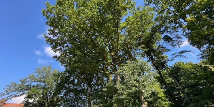 Spadające gałęzie, przestraszeni mieszkańcy