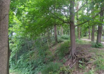 Urzędnicy czekają na zdjęcia drzew