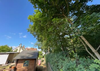 Gałęzie spadają do ogródka. „Boimy się o swoje zdrowie”