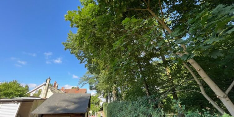 Gałęzie spadają do ogródka. „Boimy się o swoje zdrowie”