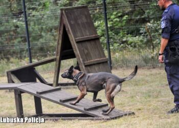 W Gorzowie odbyły się eliminacje Kynologicznych Mistrzostw Polski Policji [FILM, ZDJĘCIA]