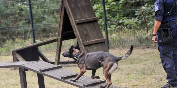 W Gorzowie odbyły się eliminacje Kynologicznych Mistrzostw Polski Policji [FILM, ZDJĘCIA]