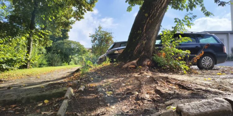 Słuchacz: ta topola może runąć