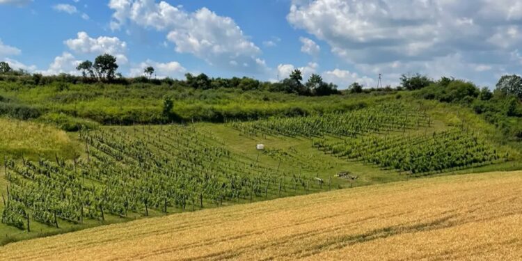 Warsztaty winiarskie w Santoku