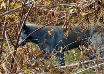 W regionie Czarnobyla pojawiły się psy z niebieską sierścią
