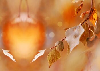 Bez deszczu, ale z chłodem – pogoda na Wszystkich Świętych i Zaduszki