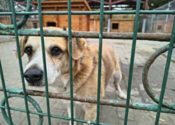 Podaruj ciepły kąt na zimę