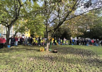 Żonkile Nadziei znów zakwitną w Gorzowie