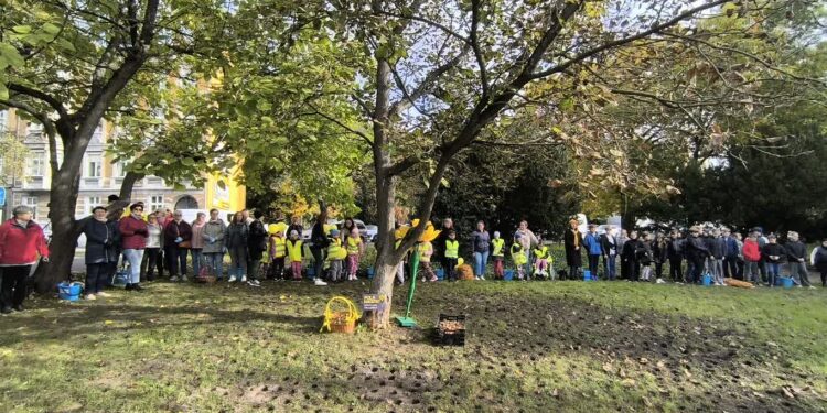 Żonkile Nadziei znów zakwitną w Gorzowie