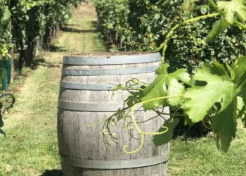 Rośnie zainteresowanie winiarstwem w Polsce