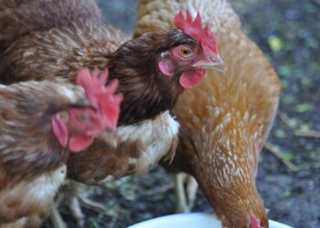 Niemcy. Rośnie liczba przypadków ptasiej grypy