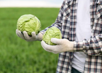 Rolnicy rozdawali zbiory. Teraz mają zapłacić VAT od nieuzyskanych przychodów