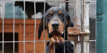 Stowarzyszenie Pomocy Zwierzętom "Azyl" - Schronisko Azorki Gorzów Wlkp. / www.facebook.com