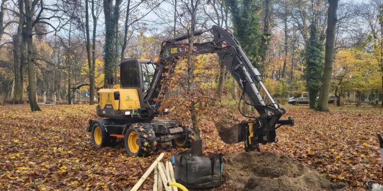 Sadzą drzewa. Łącznie będzie ich ponad 100