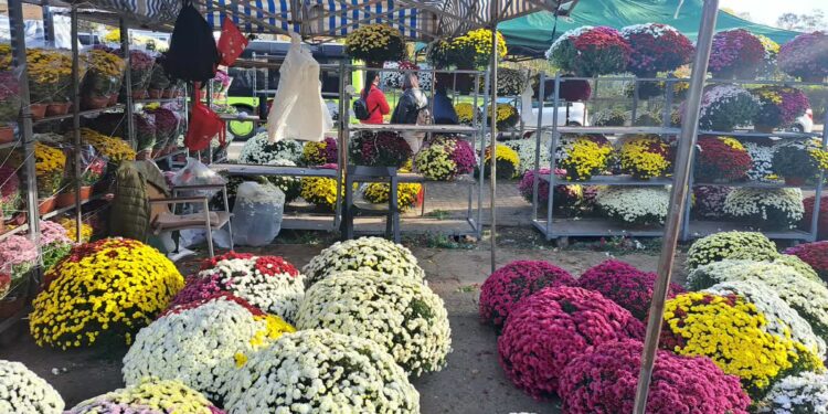 Przy cmentarzu handel kwitnie