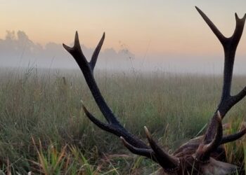 Myśliwi będą objęci obowiązkiem dorocznych szkoleń dot. bezpieczeństwa