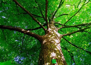 Gorzów / www.facebook.com