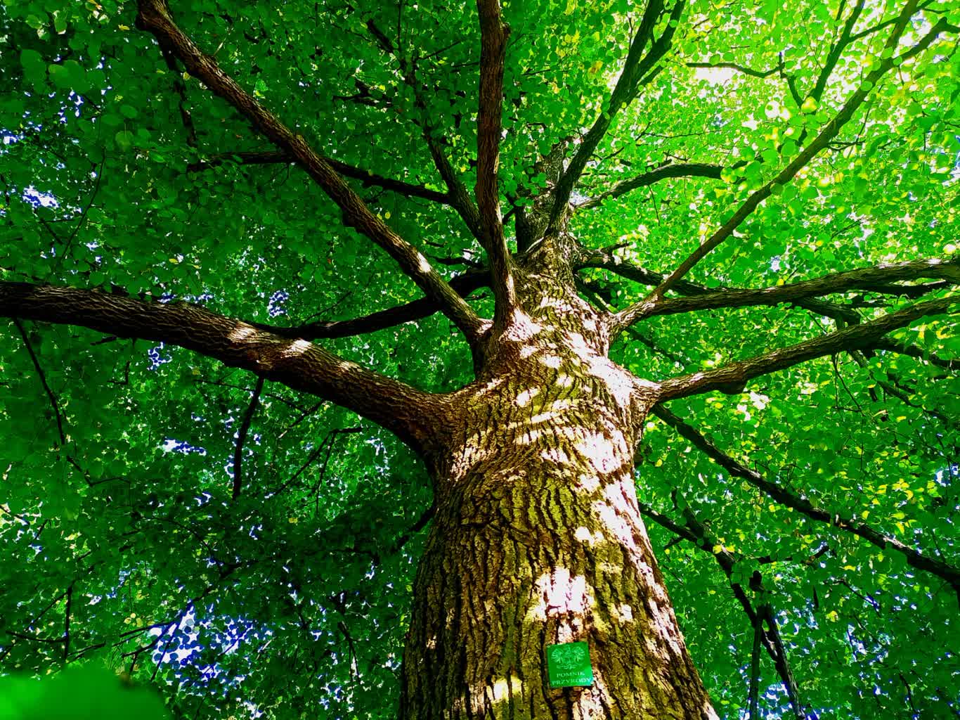 Zagłosuj na najpiękniejsze gorzowskie drzewo