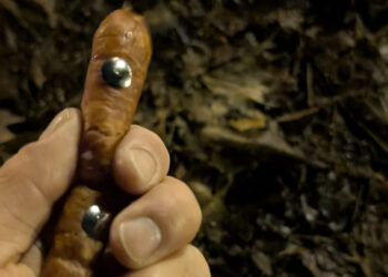 Uwaga na psy! Kiełbasa z pinezkami w gorzowskim Parku Kopernika