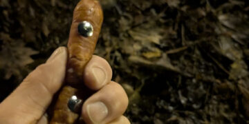 Uwaga na psy! Kiełbasa z pinezkami w gorzowskim Parku Kopernika