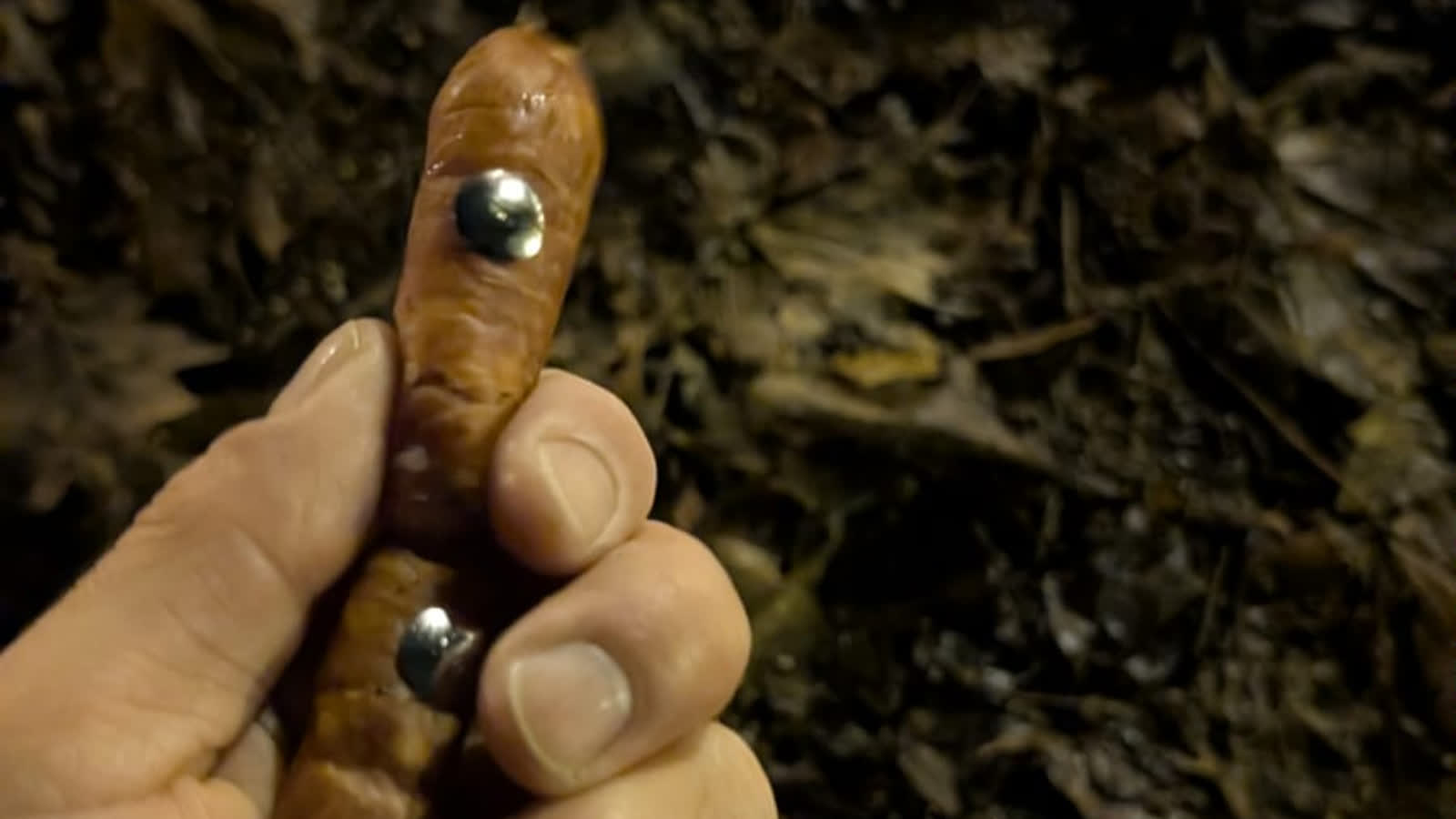 Uwaga na psy! Kiełbasa z pinezkami w Parku Kopernika