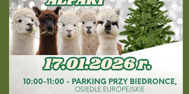 Stara choinka – dla ludzi śmieć, dla alpak przekąska
