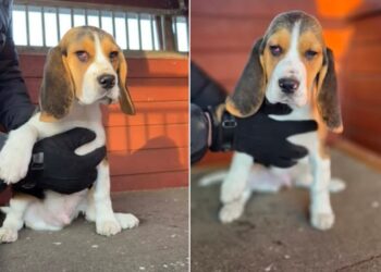 Szczeniak oddany do schroniska ma już nowy dom