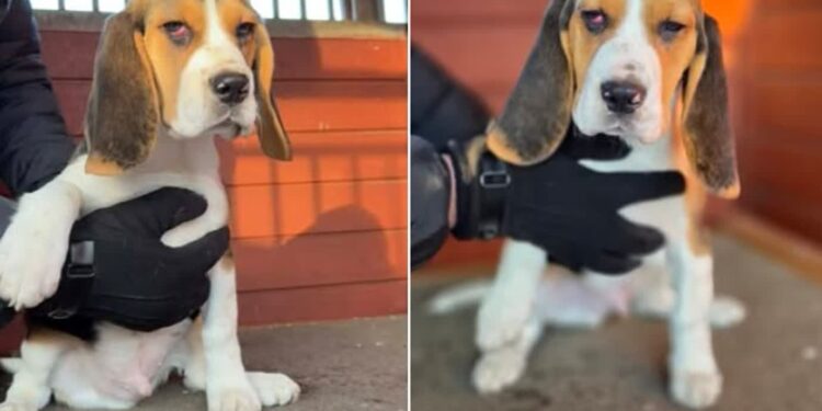 Szczeniak oddany do schroniska ma już nowy dom