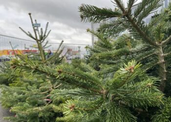Przedświąteczne przygotowania gorzowian
