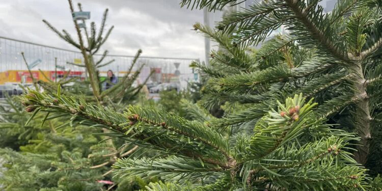 Przedświąteczne przygotowania gorzowian