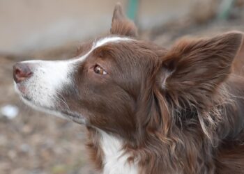 Nawrocki zawetował ustawę łańcuchową