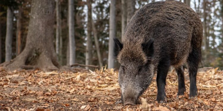 MRiRW: odnaleziono kolejne martwe dziki w powiecie piotrkowskim