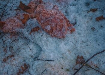 Ogromne ilości mięsa wyrzucone do lasu. Sprawca przyznał się do winy