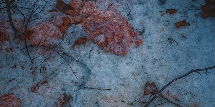 Ogromne ilości mięsa wyrzucone do lasu. Sprawca przyznał się do winy
