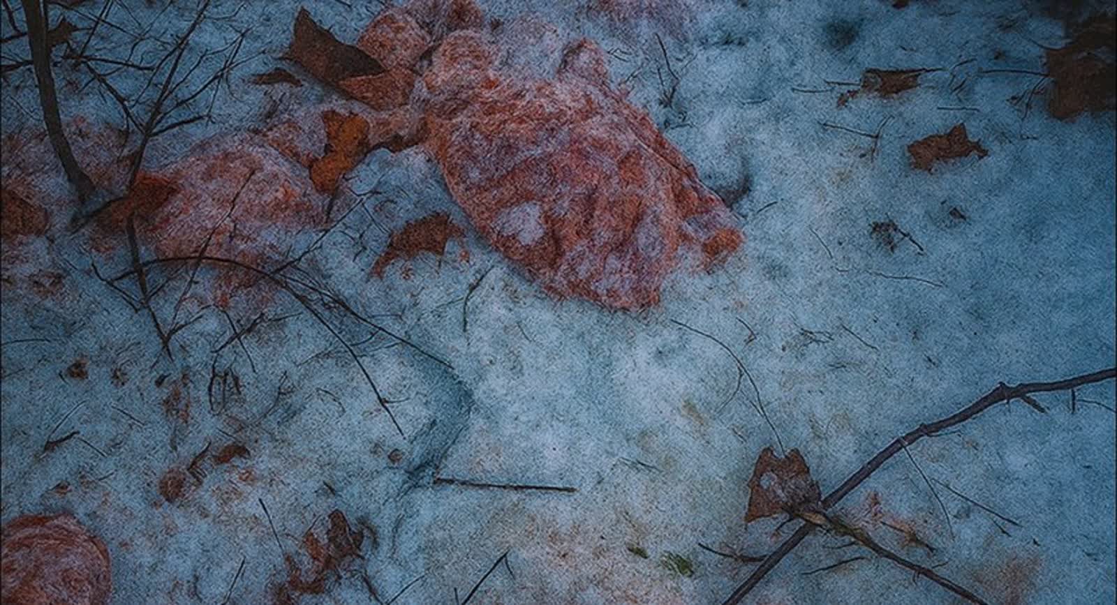 Ogromne ilości mięsa wyrzucone do lasu. Sprawca przyznał się do winy