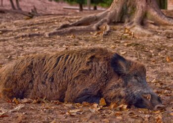 Podrzucony martwy dzik z ASF pod Piotrkowem Trybunalskim