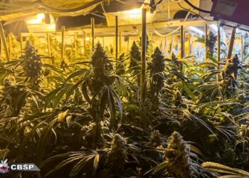 Pięciu zatrzymanych. CBŚP rozbiło międzynarodowy gang produkujący marihuanę [WIDEO]