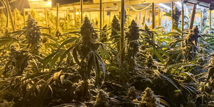 Pięciu zatrzymanych. CBŚP rozbiło międzynarodowy gang produkujący marihuanę [WIDEO]