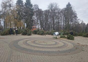Nadleśnictwa sprzedają choinki. Zainteresowanie ogromne
