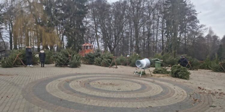 Choinkowy szał w podgorzowskich nadleśnictwach
