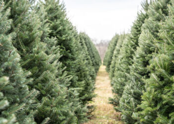 Nie wyrzucaj choinki do lasu